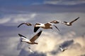 Selective focus on pair of snow geese in flight