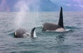 Selective focus.. The pair of transient killer whales travel through the waters Royalty Free Stock Photo