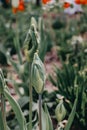 Selective focus on a pair of ugly tulips.