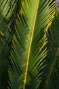 Selective focus on a palm textured branch close-up. Leaf of cycas revoluta thunb Royalty Free Stock Photo