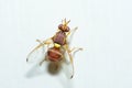 Peach Fruit Fly, Bactrocera Zonata Royalty Free Stock Photo