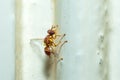 Peach Fruit Fly, Bactrocera Zonata Royalty Free Stock Photo