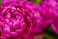 Selective focus on Peony Flower. Peony rose renaissance after rain close-up. Red Spring Flower.