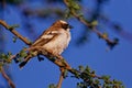 Selective focus of a perched on a House Sparrow tree branch on a blue sky background Royalty Free Stock Photo