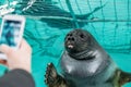 selective focus of person with smartphone photographing sea lion in water, baikal, Royalty Free Stock Photo