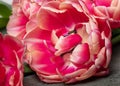 Selective focus on the petals and pistil of blossoming peony tulip full frame.