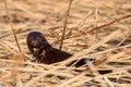 American mink, Neovison vison near lake coast Royalty Free Stock Photo