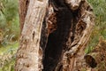 A gum tree stump burnt from a bushfire Royalty Free Stock Photo