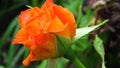 Selective focus photo of a beautiful natural orange rose bloom in the garden. A picture of a rose bud on blurred background. Royalty Free Stock Photo