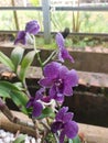 Beautiful purple orchid blooming.