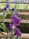 Beautiful purple orchid blooming.