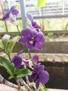 Beautiful purple orchid blooming.