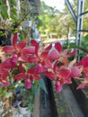 Beautiful red dendrobium orchid