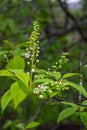 Selective focus photo. Bird cherry tree , Prunus padus blooming