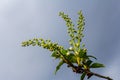 Selective focus photo. Bird cherry tree , Prunus padus blooming