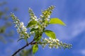 Selective focus photo. Bird cherry tree , Prunus padus blooming