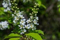 Selective focus photo. Bird cherry tree , Prunus padus blooming