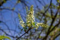 Selective focus photo. Bird cherry tree , Prunus padus blooming Royalty Free Stock Photo