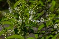 Selective focus photo. Bird cherry tree , Prunus padus blooming Royalty Free Stock Photo
