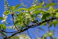 Selective focus photo. Bird cherry tree , Prunus padus blooming Royalty Free Stock Photo