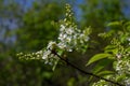 Selective focus photo. Bird cherry tree , Prunus padus blooming Royalty Free Stock Photo