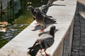 Selective focus photo of birds, groups of pigeon Royalty Free Stock Photo