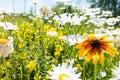 Selective focus photo on a black eye susan flower, among a field of white daisies.