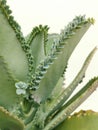 Selective focus on photo of bryophyllum pinnatum inthe vase. Royalty Free Stock Photo