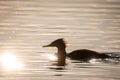 Commom merganser bird in lake, during sunset Royalty Free Stock Photo