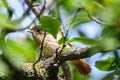 Common redstart bird on tree Royalty Free Stock Photo