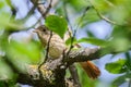 Common redstart bird on tree Royalty Free Stock Photo