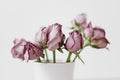 Selective focus photo of dried roses on white background. high key photo with limited depth of field Royalty Free Stock Photo