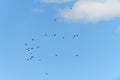 Flock of great cormorant birds flying in the sky