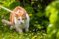 Ginger white cat on grass