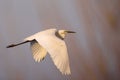 Selective focus photo.  The great egret Ardea alba. Also known as common egret and large egret, flying over lake before sunset. Royalty Free Stock Photo