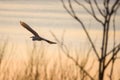 Selective focus photo.  The great egret Ardea alba. Also known as common egret and large egret, flying over lake before sunset. Royalty Free Stock Photo