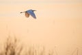Selective focus photo.  The great egret Ardea alba. Also known as common egret and large egret, flying over lake before sunset. Royalty Free Stock Photo