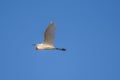 Great egret bird, Ardea alba Royalty Free Stock Photo