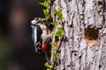 Great spotted woodpecker, Dendrocopos major on tree trunk. Royalty Free Stock Photo