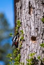 Great spotted woodpecker, Dendrocopos major on tree trunk. Royalty Free Stock Photo