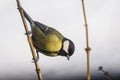 Great tit bird, Parus major on branch in garden, during winter time Royalty Free Stock Photo