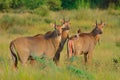 A family of nilgai the largest antelope in India standing Royalty Free Stock Photo