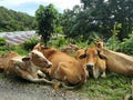 Selective focus photo with noise effect a herd of cows resting by the road side. Royalty Free Stock Photo