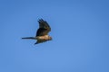 Pallid Harrier bird, Circus macrourus Royalty Free Stock Photo