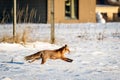 Red fox on snow covered ground Royalty Free Stock Photo