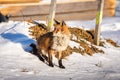 Red fox on snow covered ground Royalty Free Stock Photo