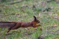Squirrel, Sciurus vulgaris jumps above grass Royalty Free Stock Photo