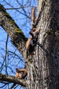 Three Squirrels on tree trunk Royalty Free Stock Photo