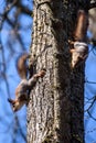 Two Squirrels on tree trunk. Royalty Free Stock Photo