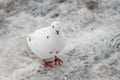 White pigeon on snow covered pavement Royalty Free Stock Photo